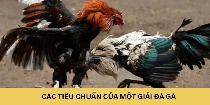 Các tiêu chuẩn cho một giải đá gà C1