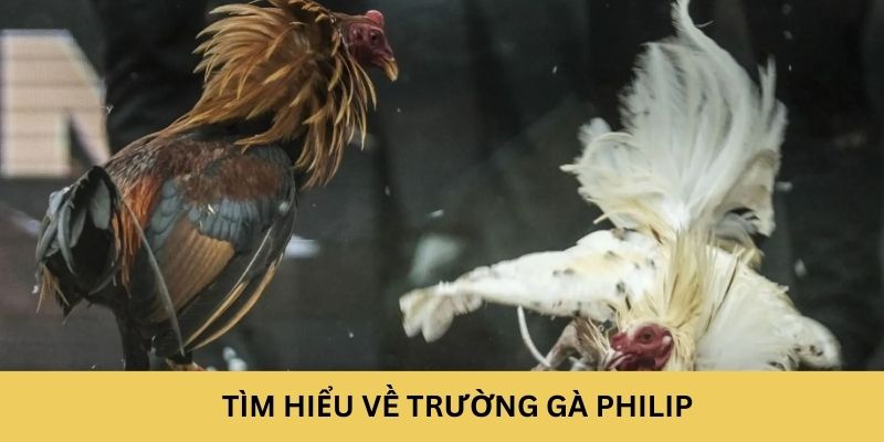 Tìm hiểu về trường gà Philippines