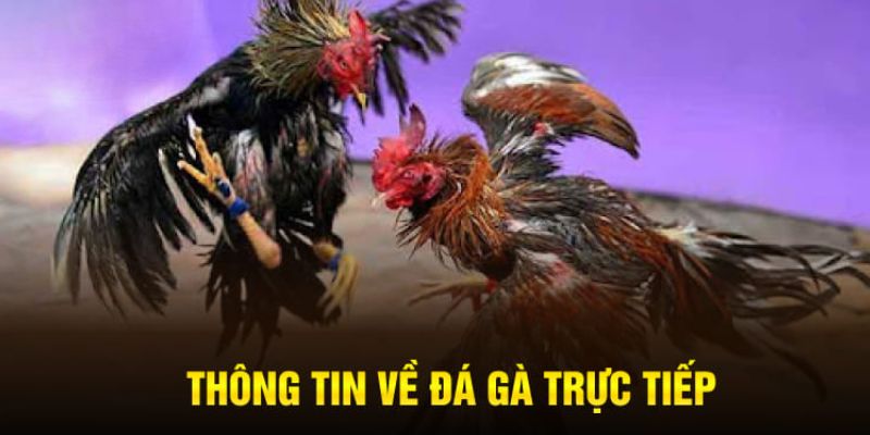 Thuật ngữ cơ bản có trong đá gà trực tiếp